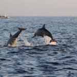 Dolphins at Lovina Beach, Bali