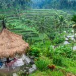 Morning view of Tegalalang rice terrasse in Ubud, Bali.