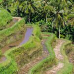 Ubud aerial view