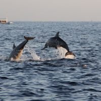 Dolphins at Lovina Beach, Bali