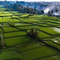 Rice fields in Payangan district, Bali, Indonesia