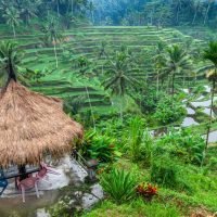 Morning view of Tegalalang rice terrasse in Ubud, Bali.